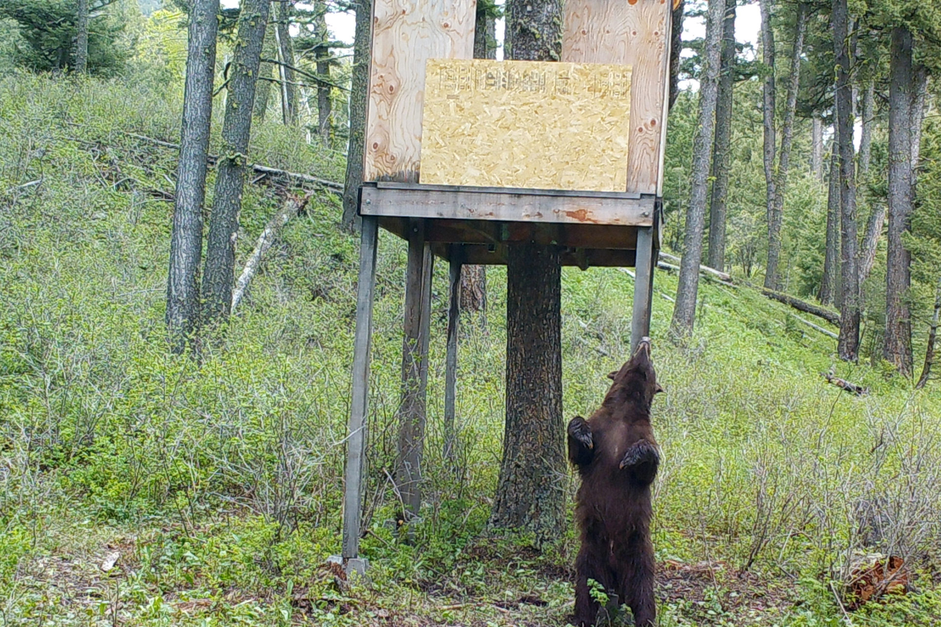 bear_stand