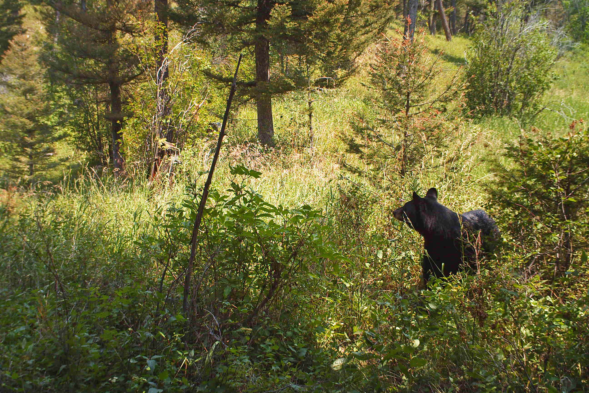 bear_profile