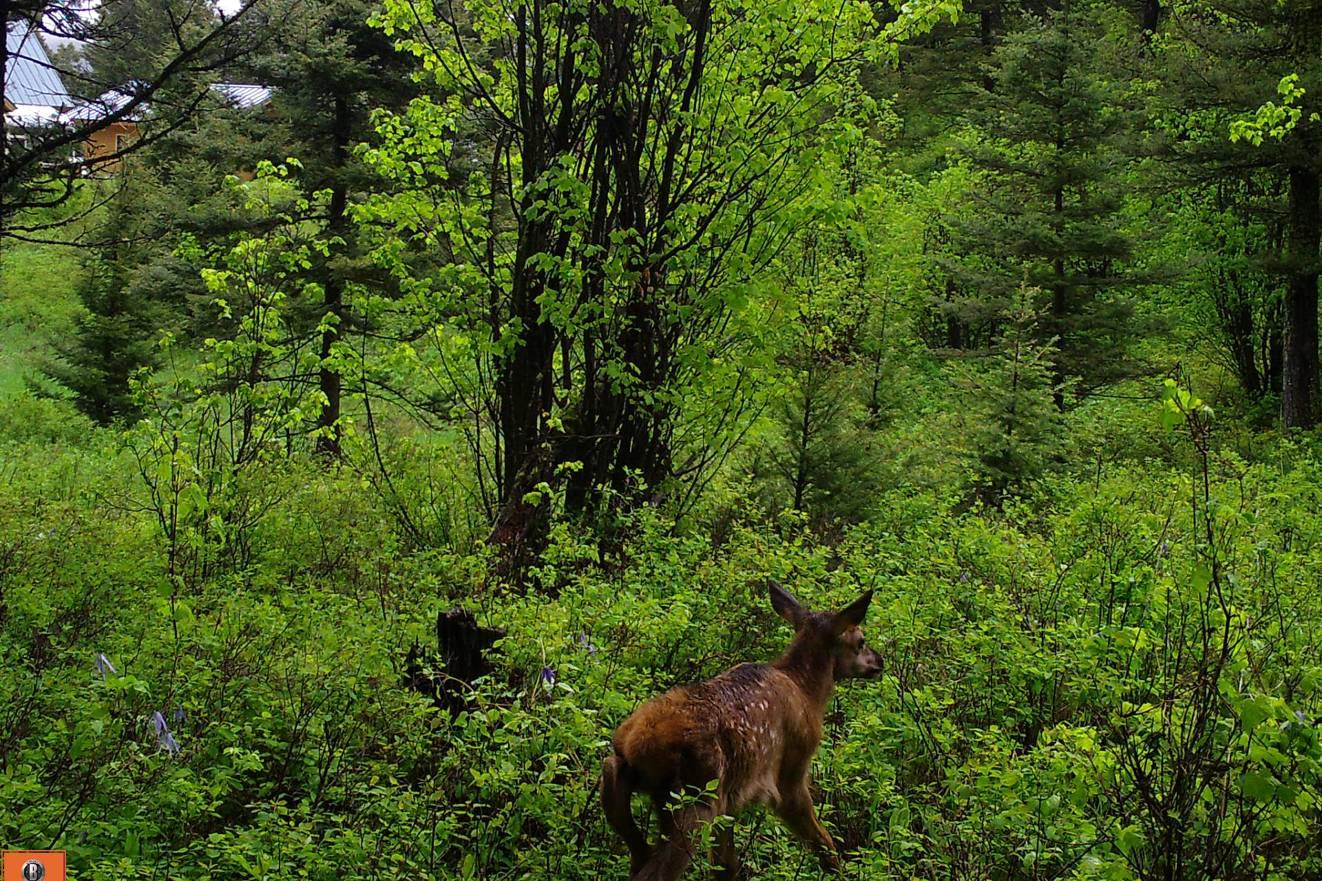 elk_calf