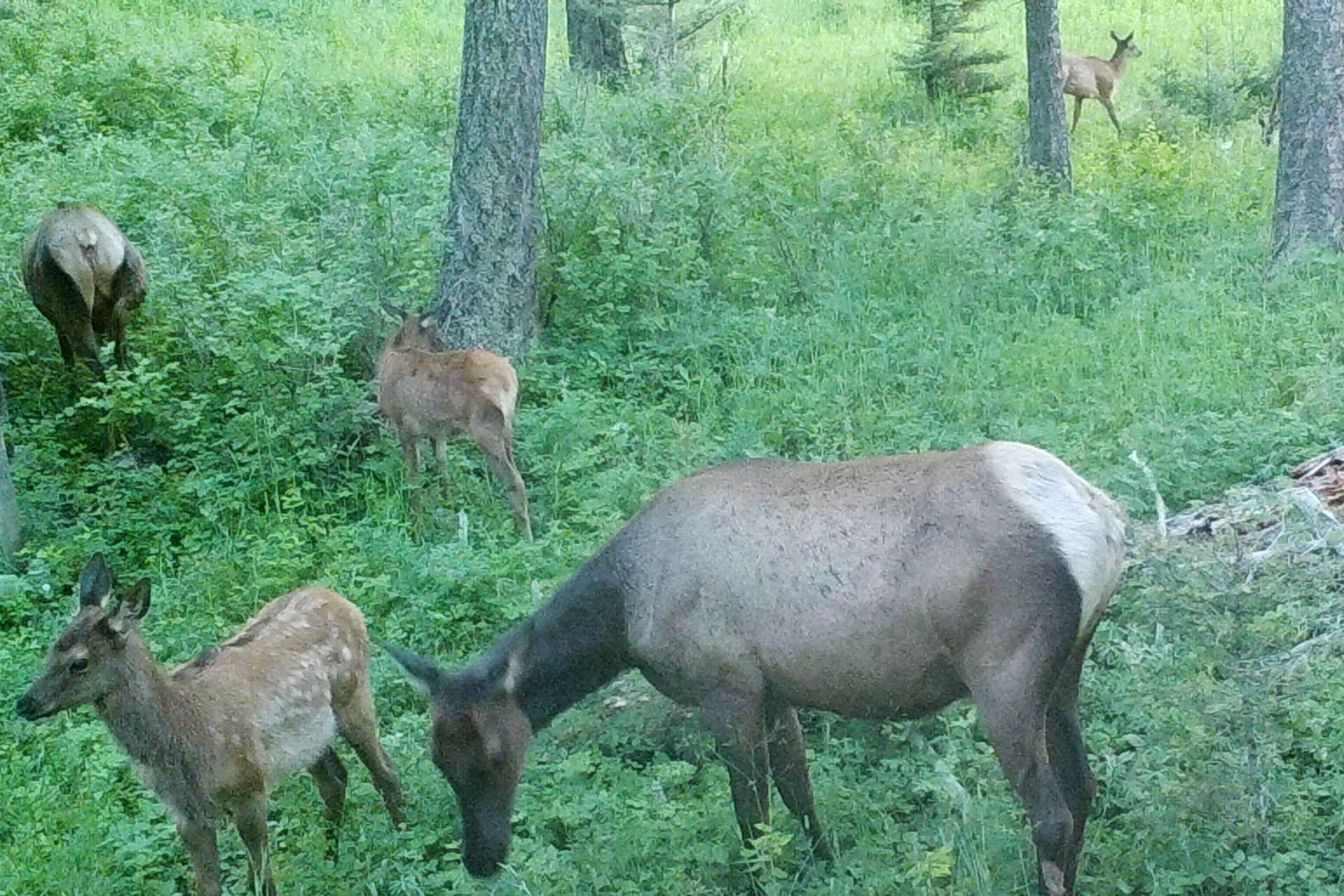 elk_cow_calf