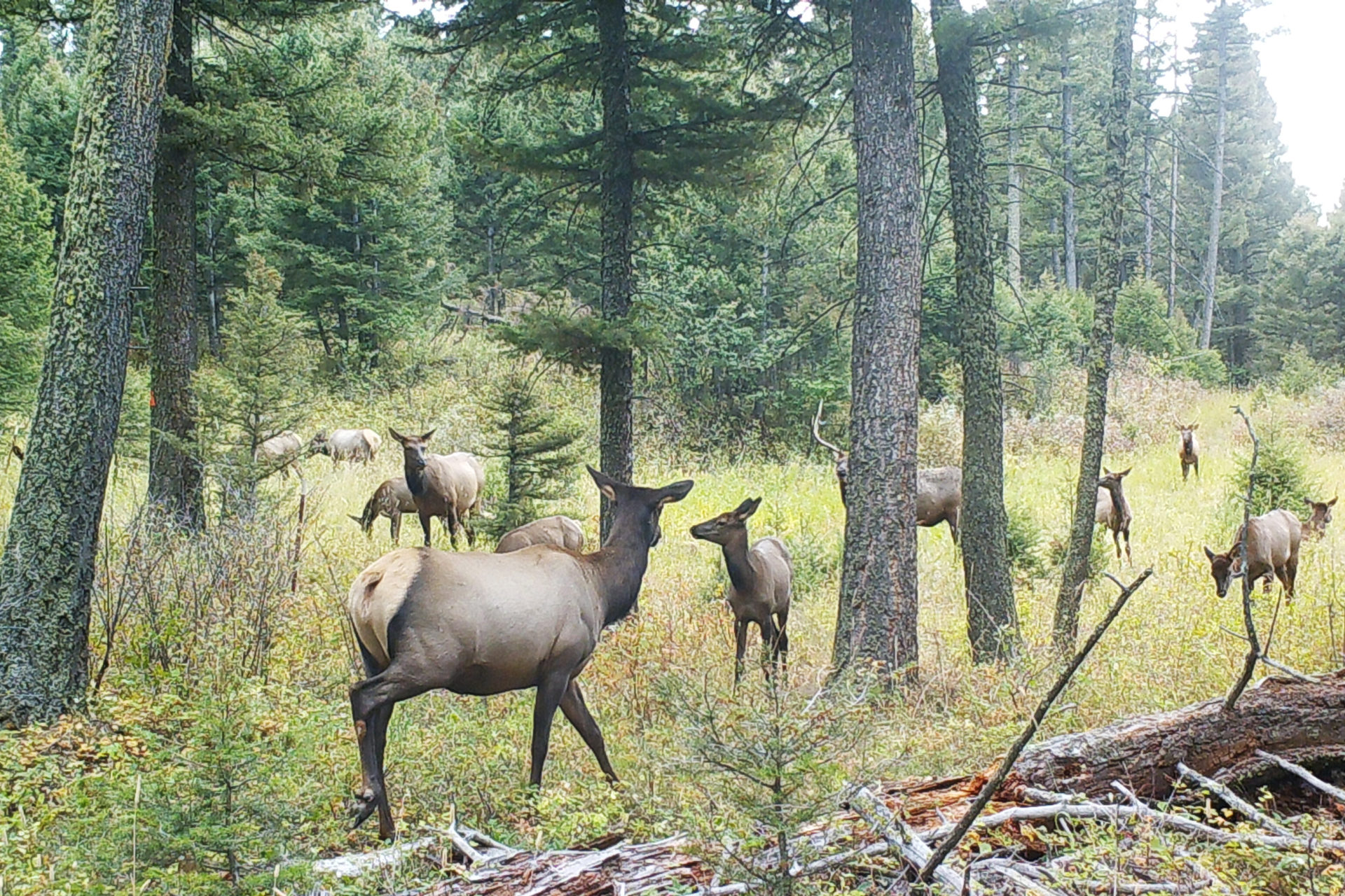 elk_herd