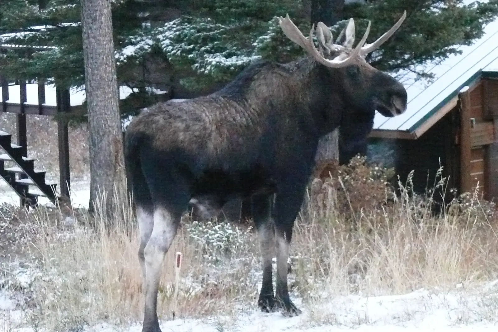 moose