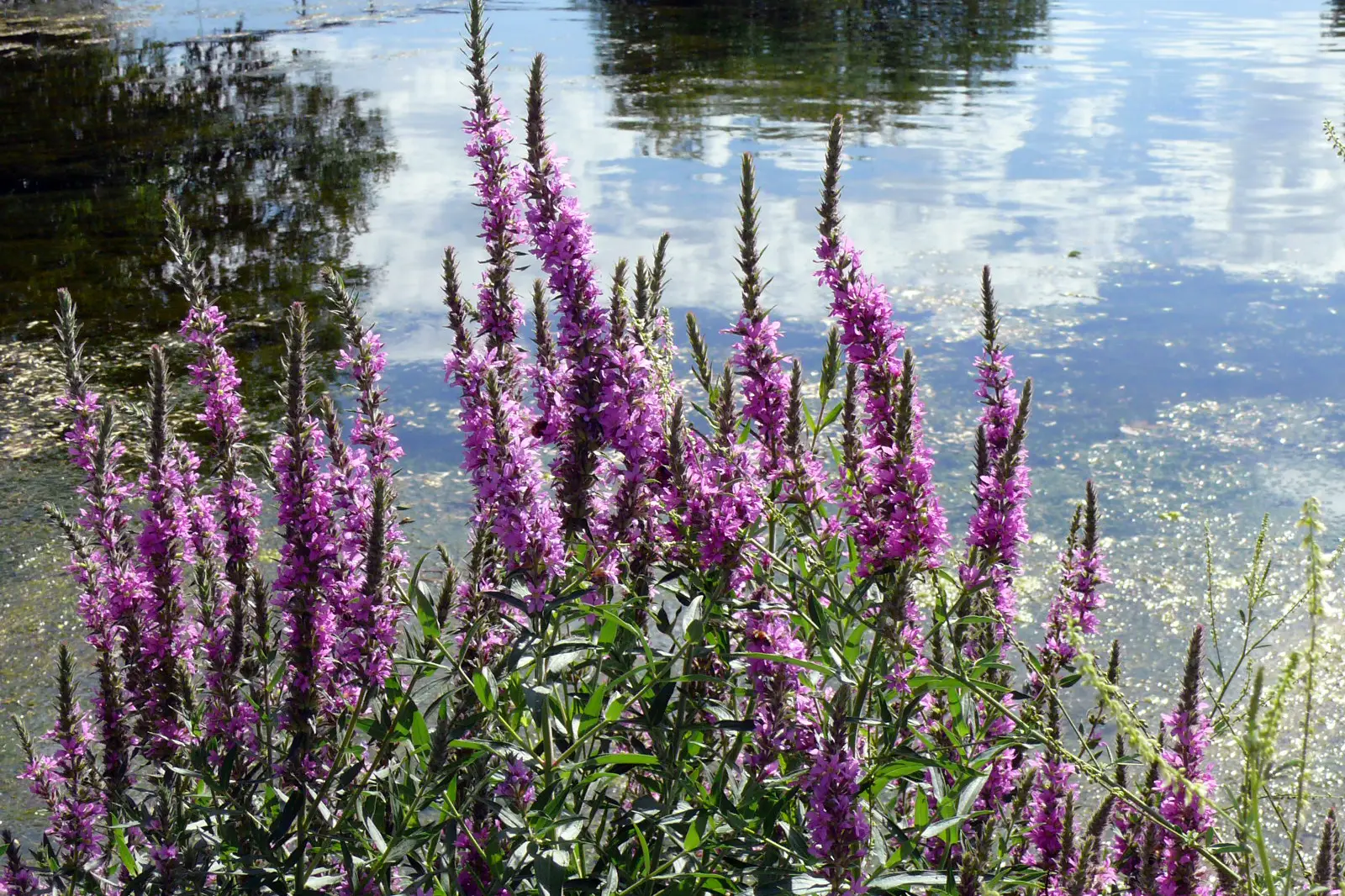 purple_pond