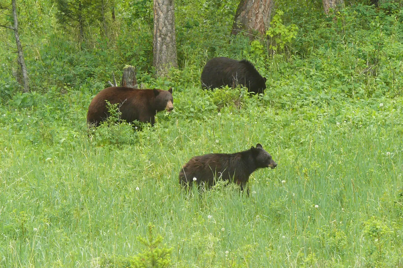 three_bears